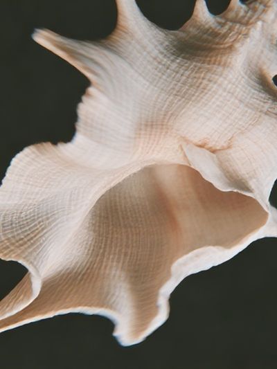 Seashell Close-Up Photography Poster.