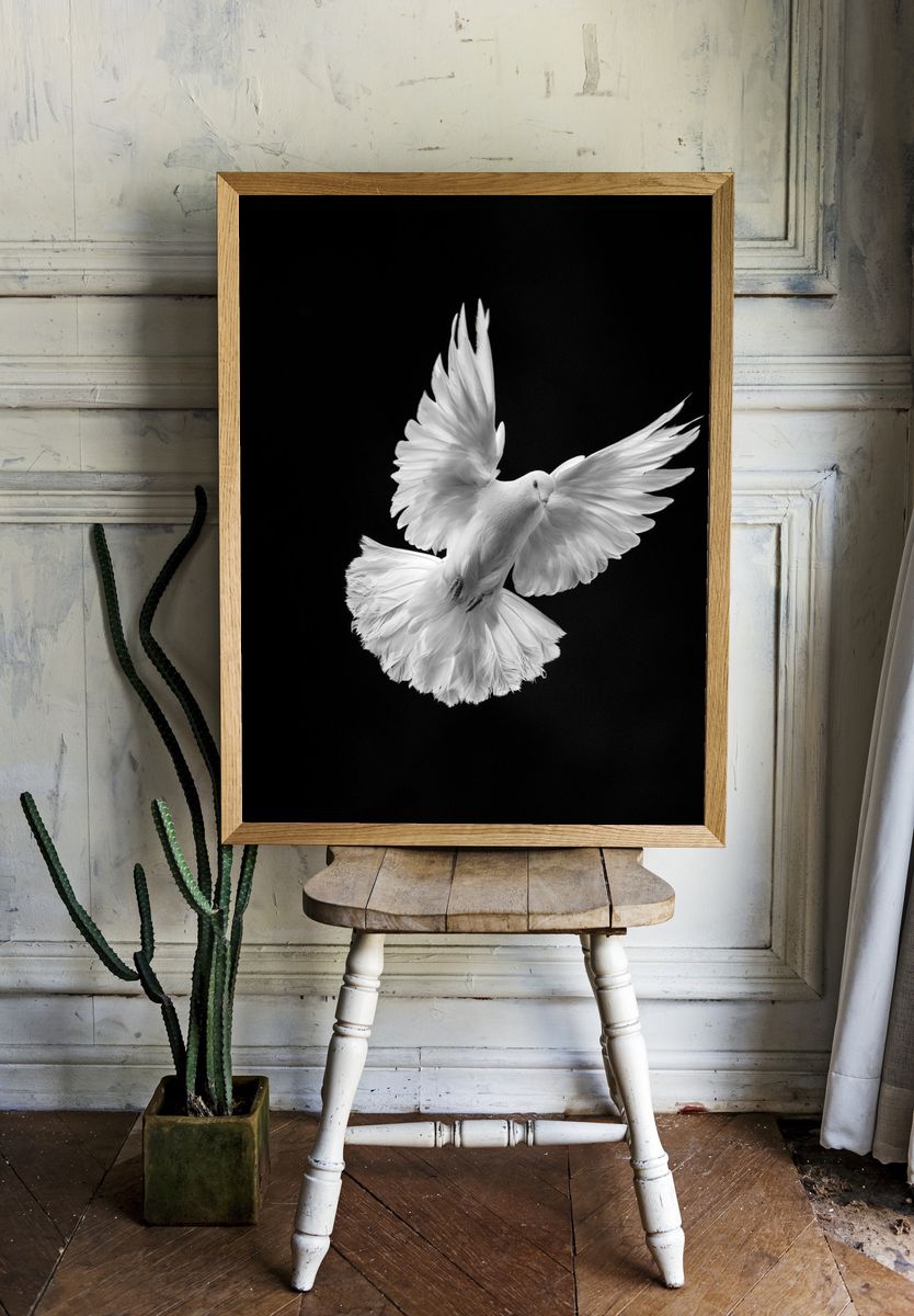 White Dove in Flight Photography Poster. — room view 1