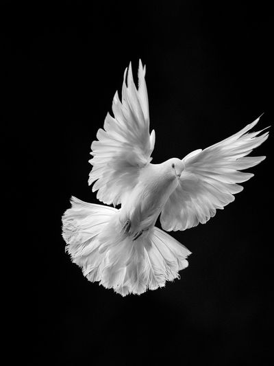 White Dove in Flight Photography Poster.
