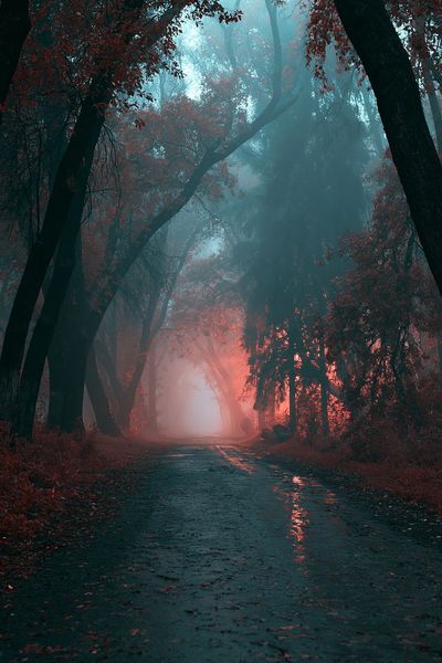 Misty Forest Path Photography Poster.