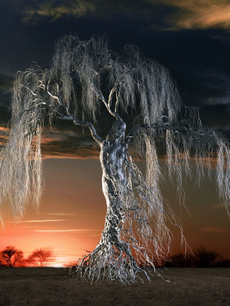 Twilight Willow Tree Photography Poster. poster — photography art