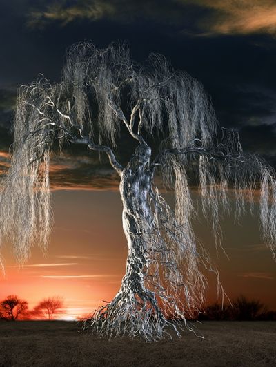 Twilight Willow Tree Photography Poster.