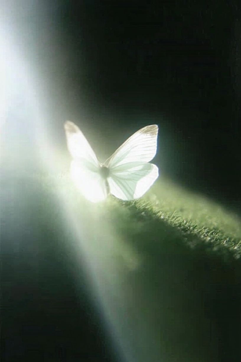 Butterfly Lightbeam Photography Poster. poster detail