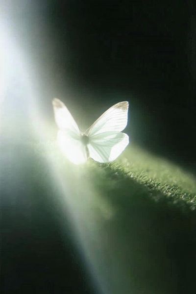Butterfly Lightbeam Photography Poster.