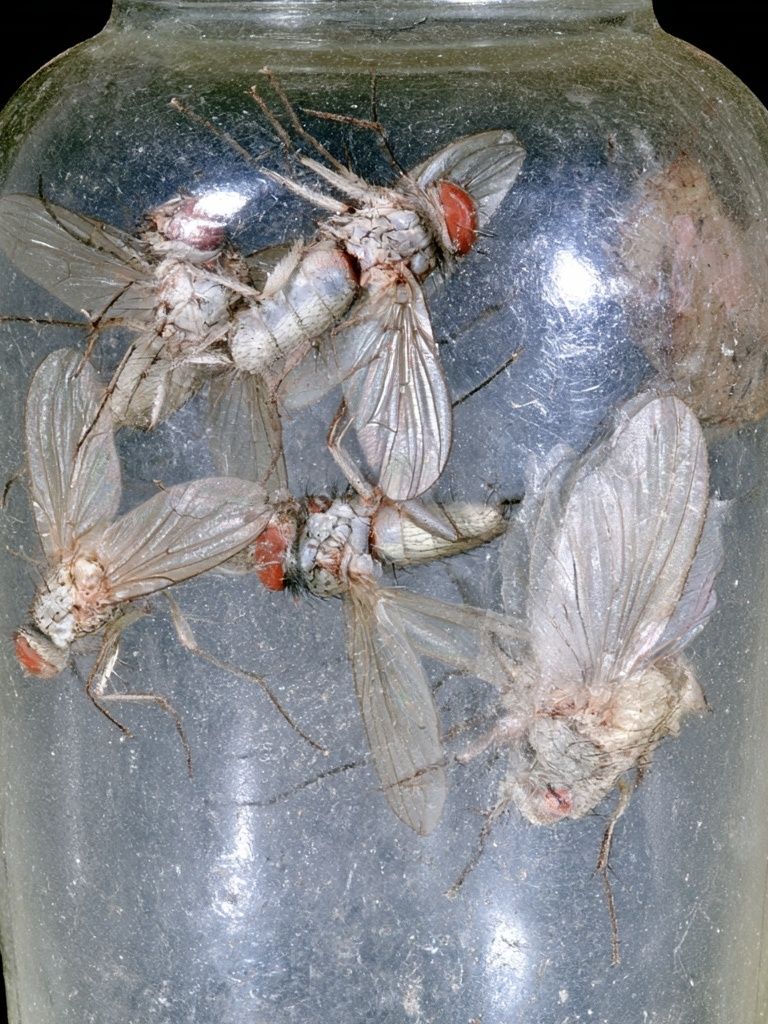 Pinned Flies Specimen Photography Poster. poster detail