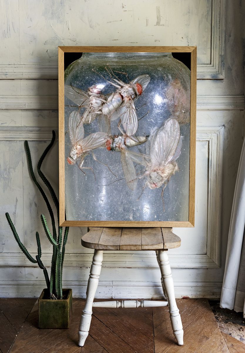 Pinned Flies Specimen Photography Poster. — room view 1
