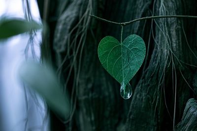 Heart Leaf Dew Photography Poster.