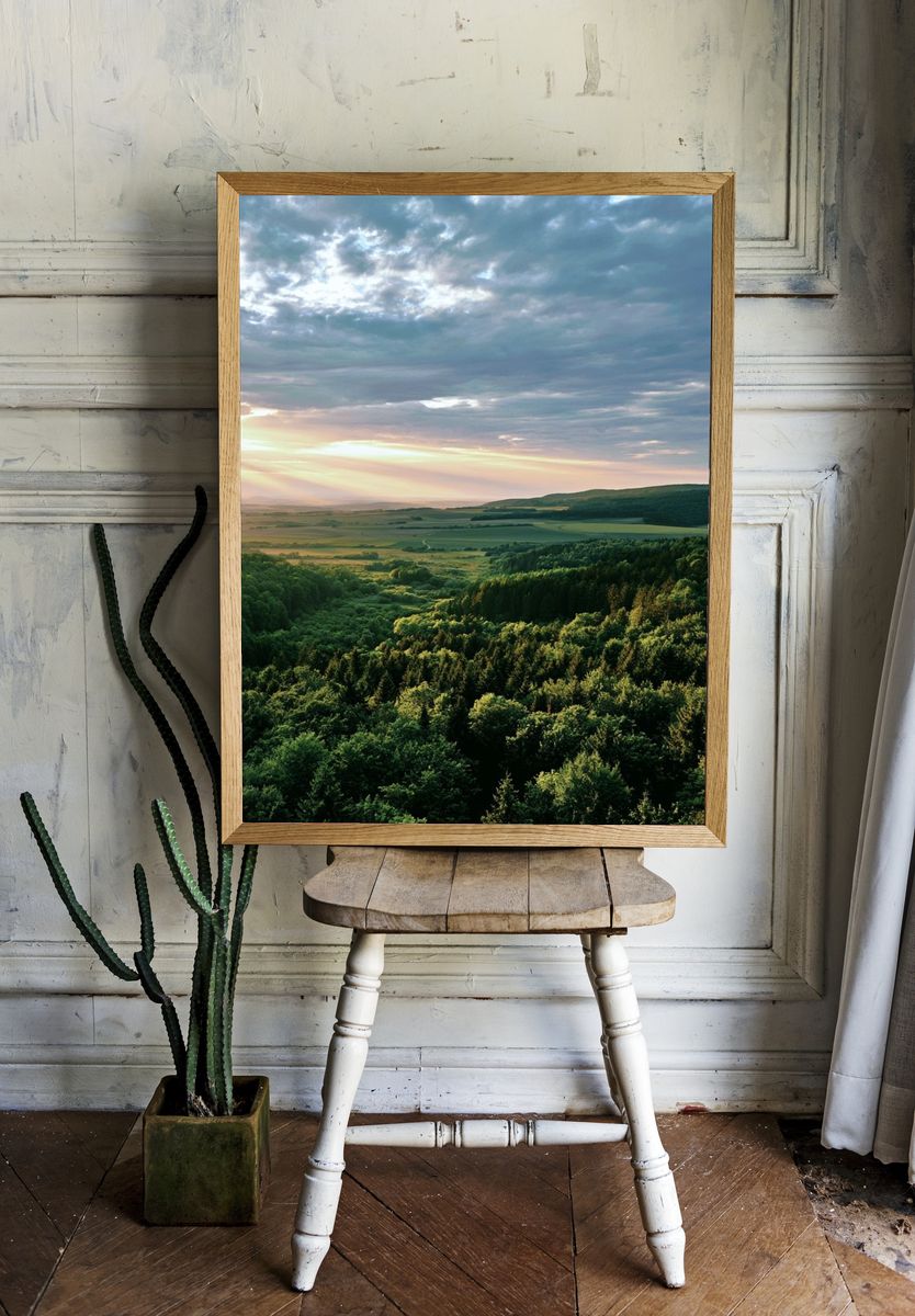 Sunlit Forest Valley Photography Poster. — room view 1