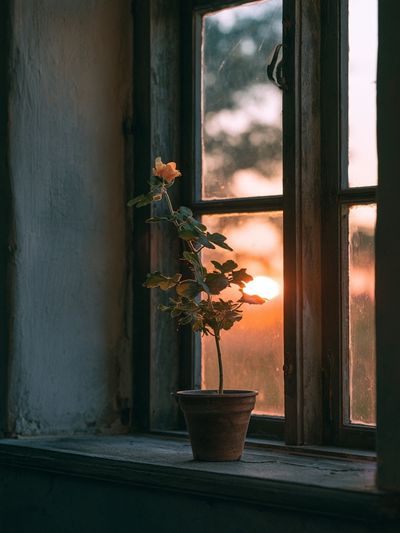 Sunset Window Plant Photography Poster.