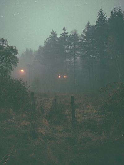Misty Forest at Dusk Photography Poster.