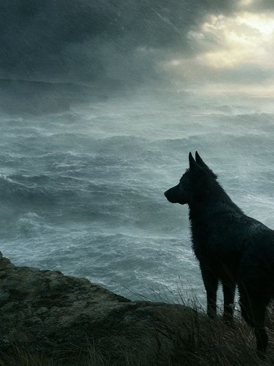 Stormy Coast Dog Photography Poster. poster
