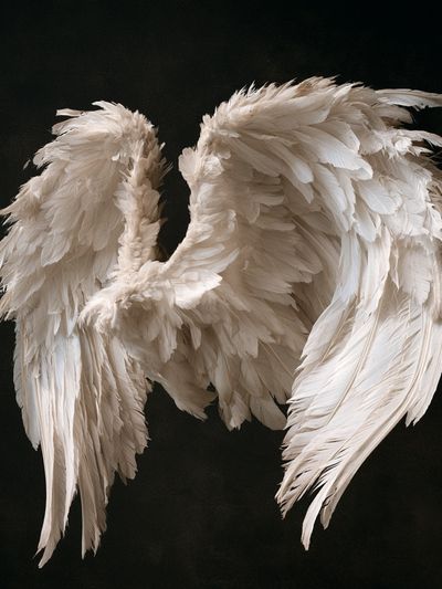 Fallen Angel Wings Photography Poster. poster