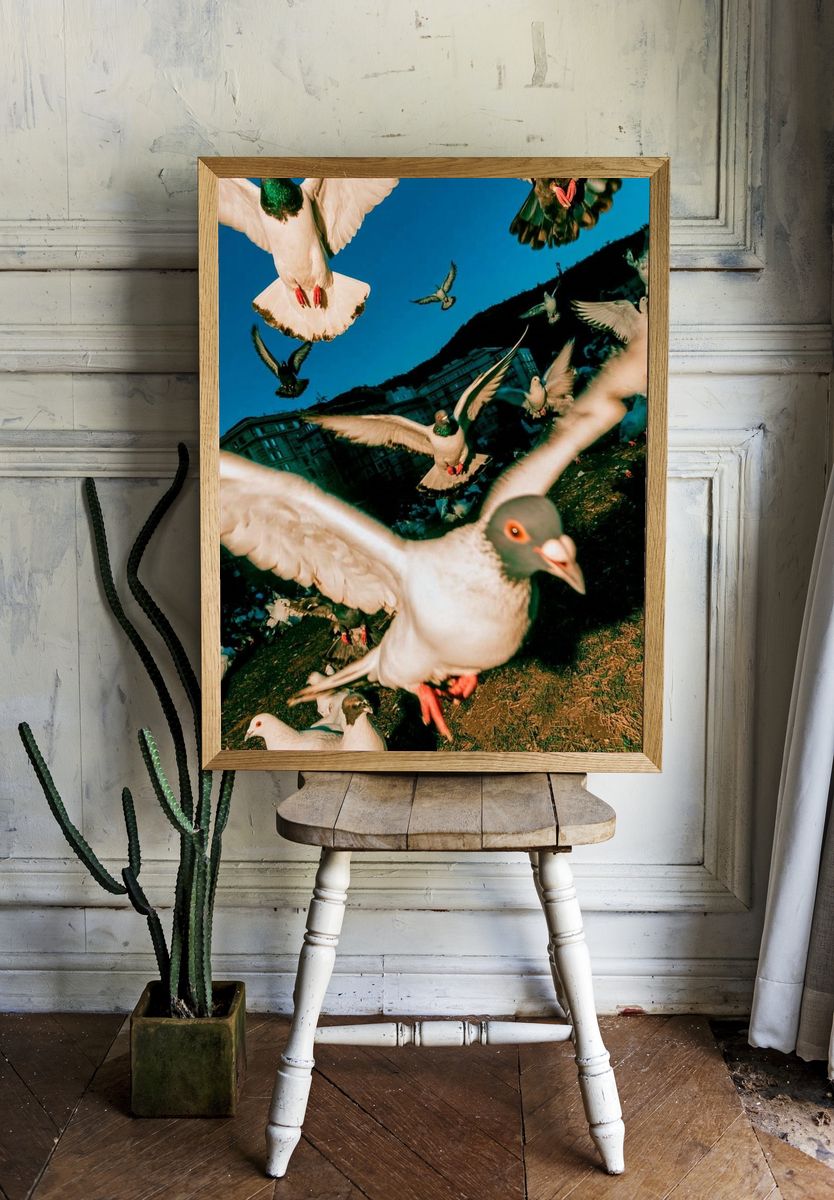 Pigeon Flight Photography Poster. — room view 1