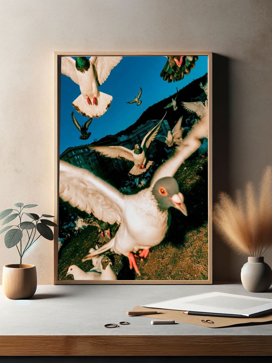 Pigeon Flight Photography Poster. — room view 2