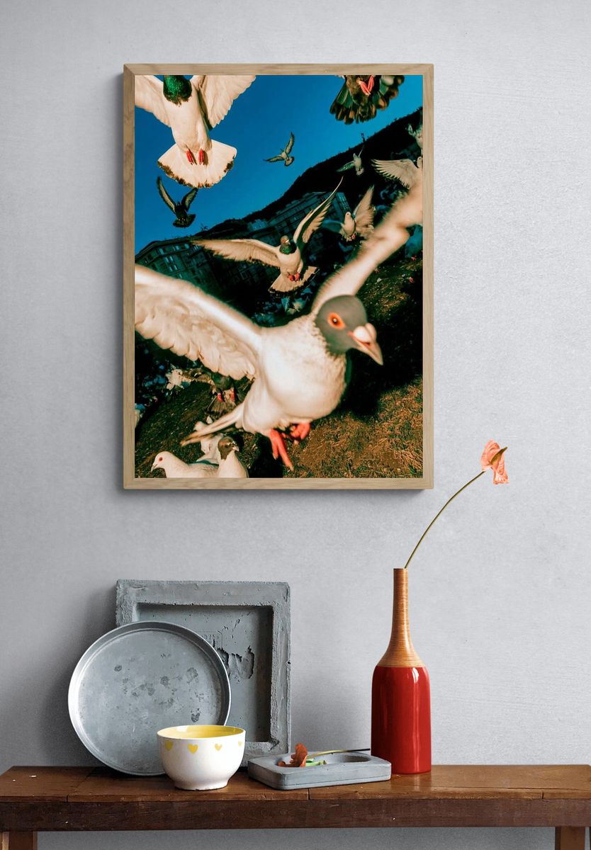 Pigeon Flight Photography Poster. — room view 3