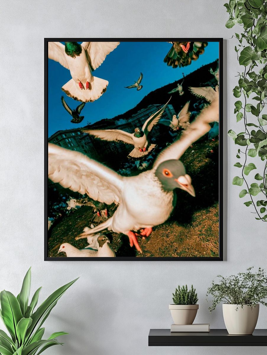 Pigeon Flight Photography Poster. — room view 4