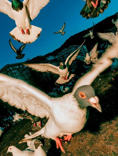 Pigeon Flight Photography Poster. poster print