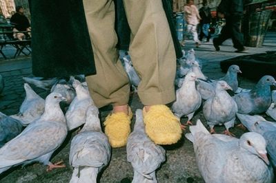 Pigeons and Yellow Slippers Photography Poster.