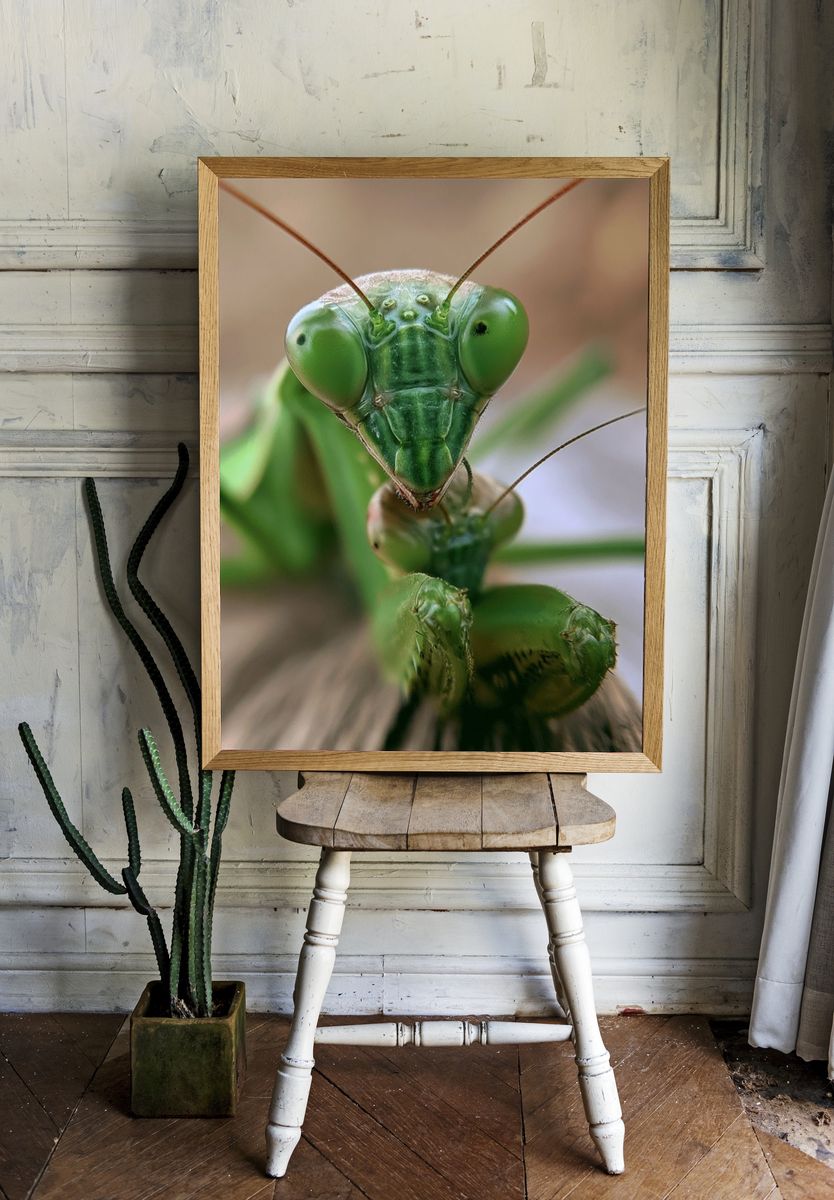 Praying Mantis Macro Photography Poster. room preview