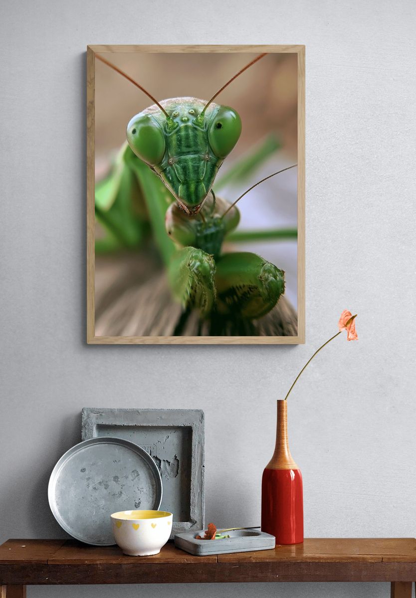 Praying Mantis Macro Photography Poster. — room view 3