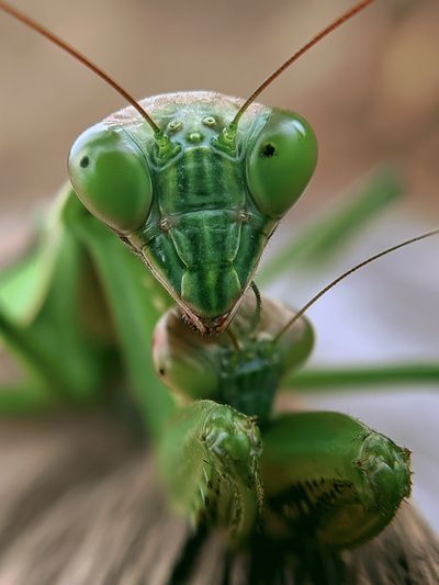 Praying Mantis Macro Photography Poster.