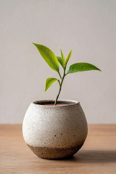 Minimal Potted Plant Photography Poster. poster print