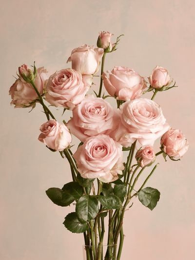 Blush Pink Roses Photography Poster.