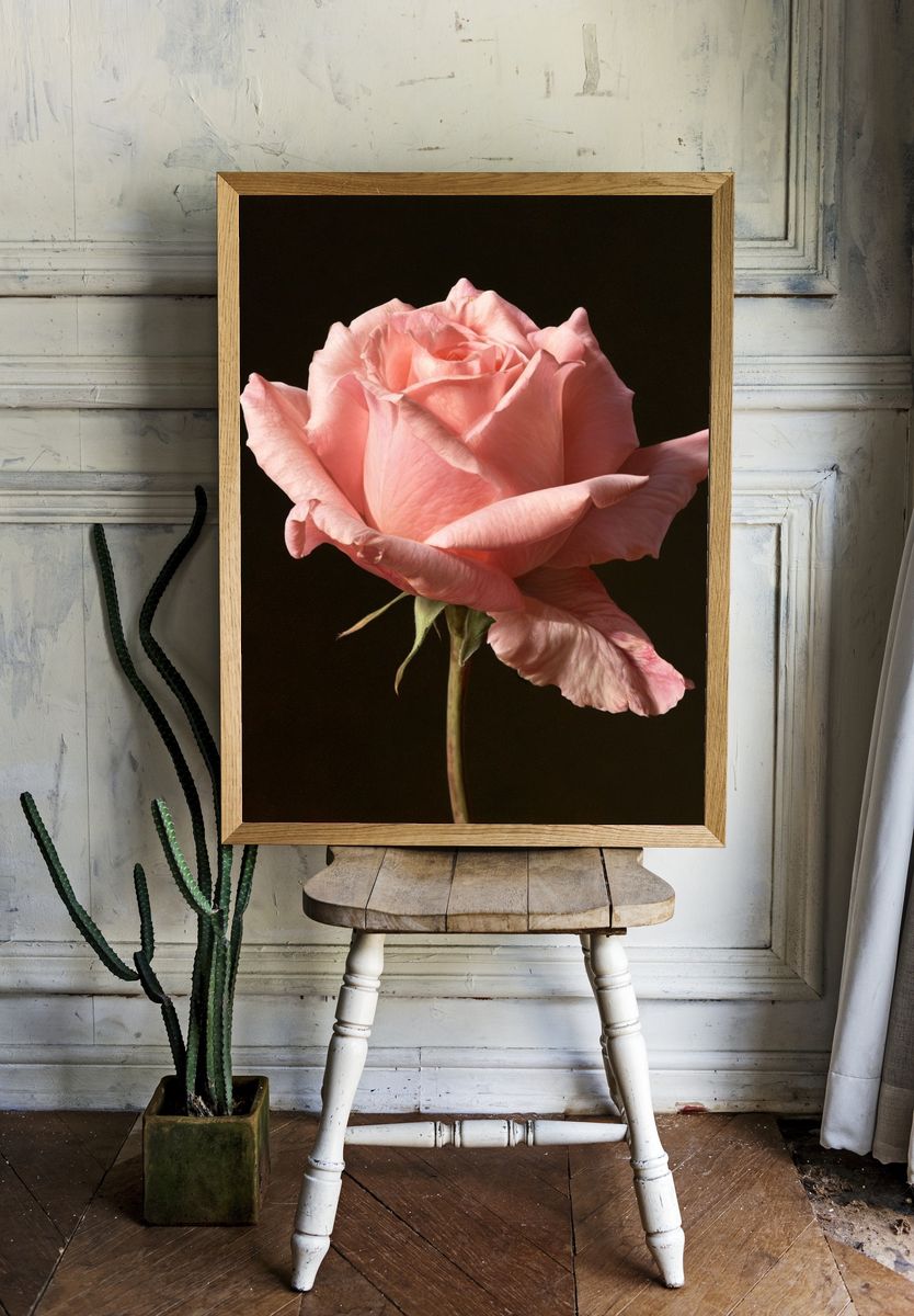 Pink Rose Photography Print. room preview