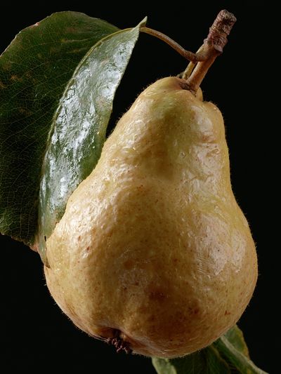 Pear Still Life Photography Poster.