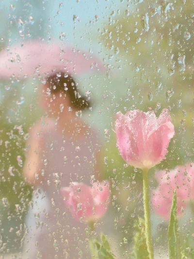 Pink Tulips Behind Rainy Glass Poster.