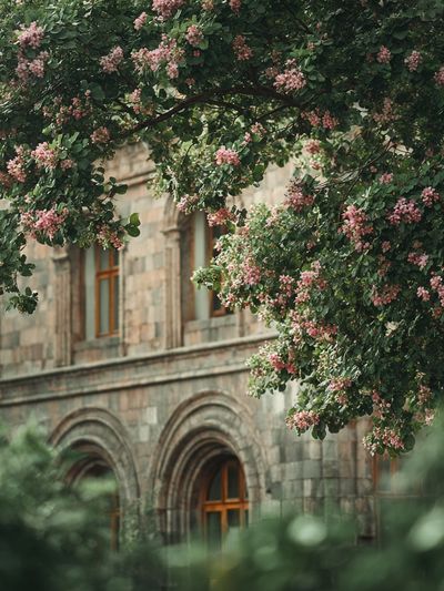 Blooming Tree by Historic Building — Photography Print. poster print