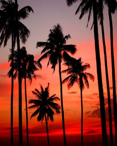 Palm Trees at Sunset Poster. poster