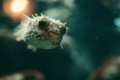 Pufferfish Underwater Photography Poster.