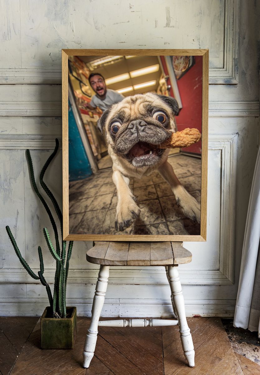 Excited Pug with Chicken — Funny Print. — room view 1