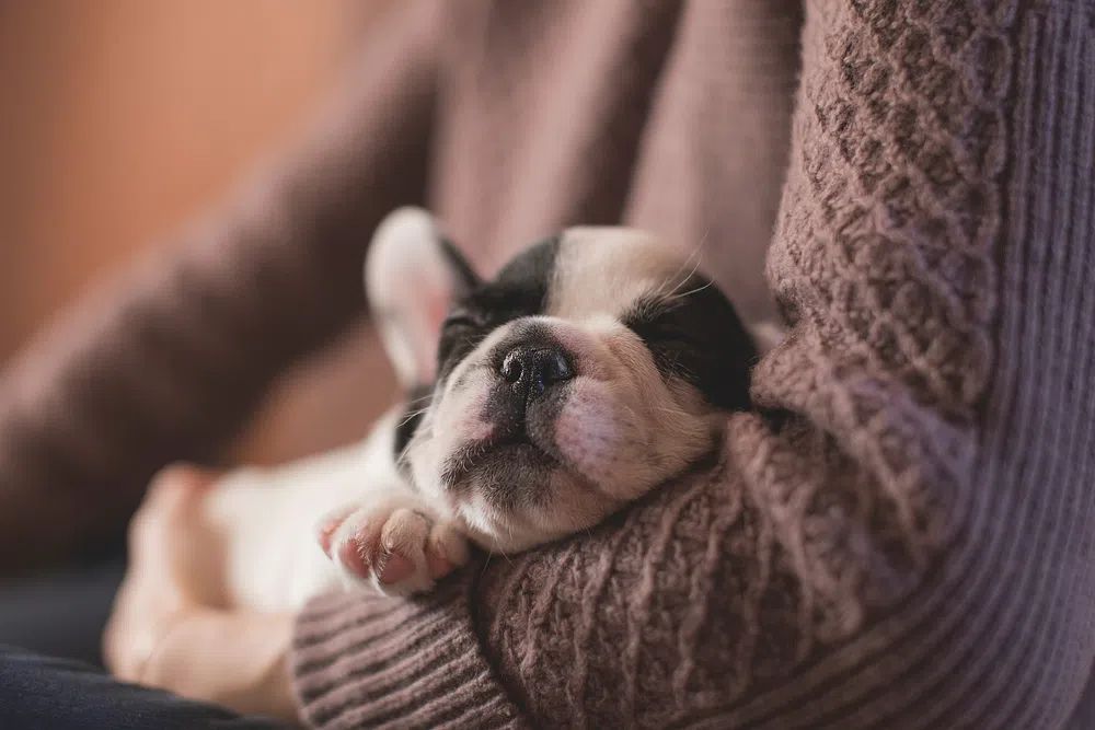 Sleeping Puppy — Photography Print. poster detail