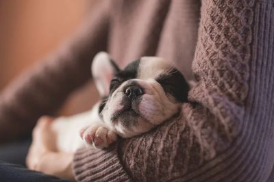 Sleeping Puppy — Photography Print. poster print