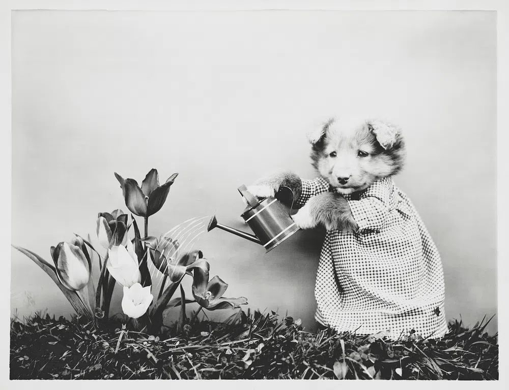 Cute Puppy Watering Flowers — Photography Print. poster detail