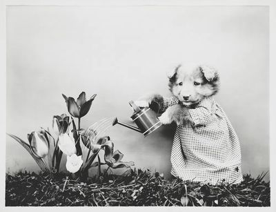 Cute Puppy Watering Flowers — Photography Print. poster print