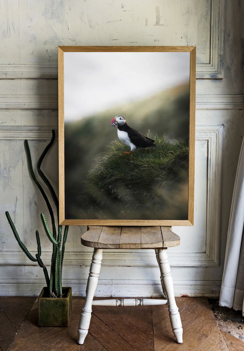 Puffin on Coastal Grass Poster. — room view 1