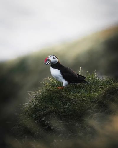 Puffin on Coastal Grass Poster. poster print