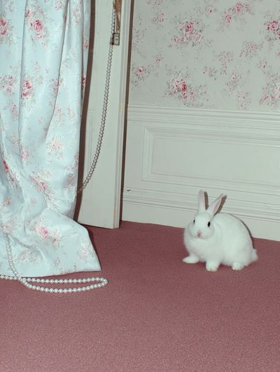 White Rabbit in Vintage Room Poster. poster print