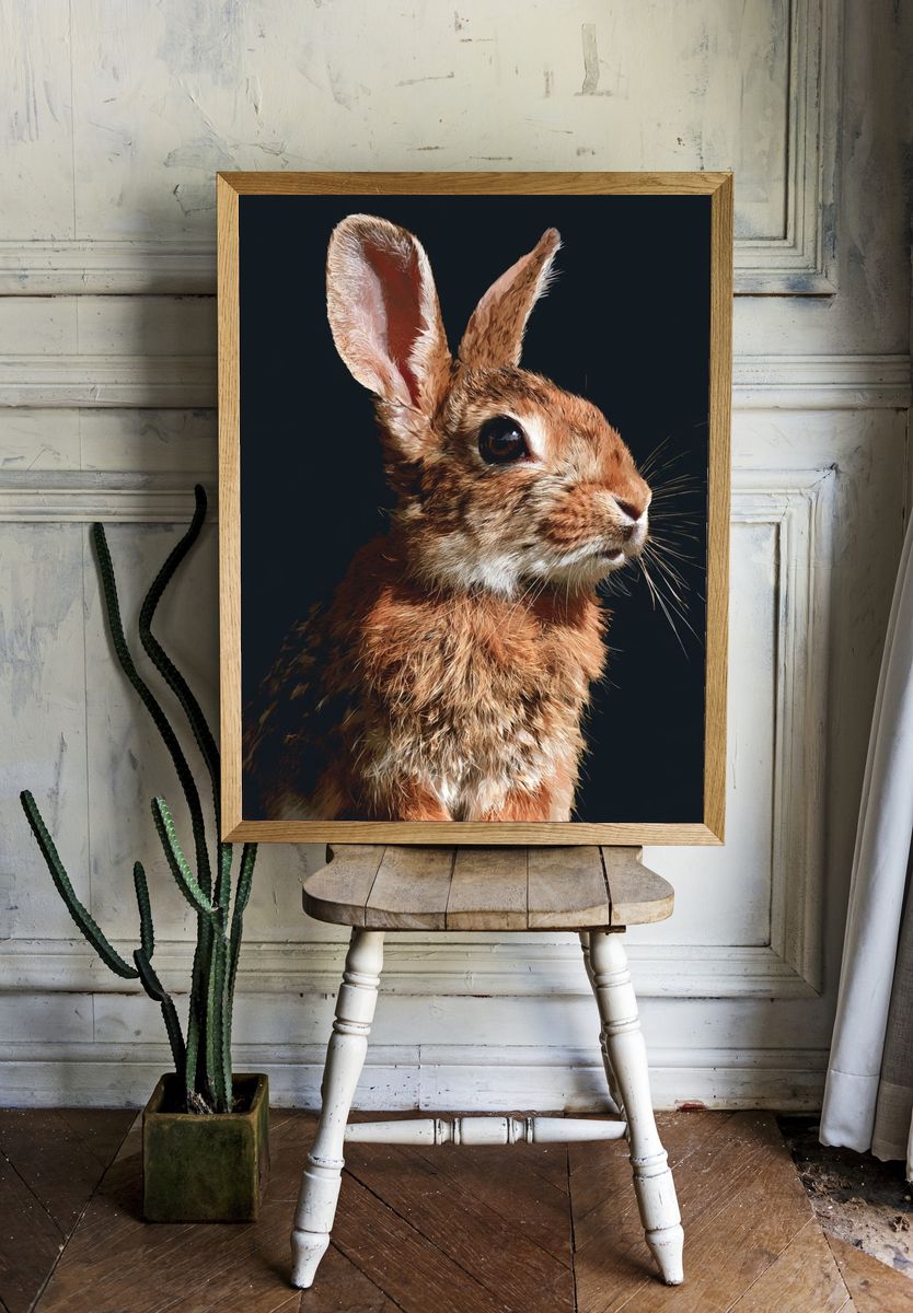Rabbit Portrait Photography Poster. room preview