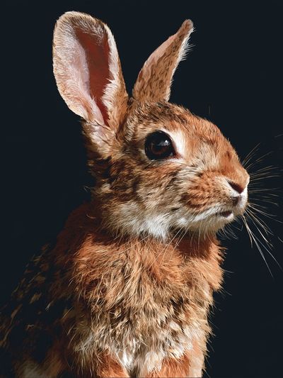 Rabbit Portrait Photography Poster.