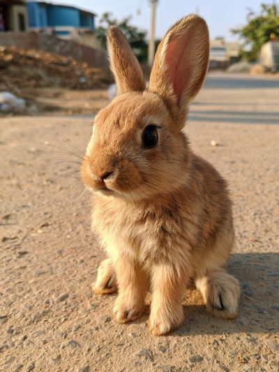 Baby Rabbit Photography Poster. poster