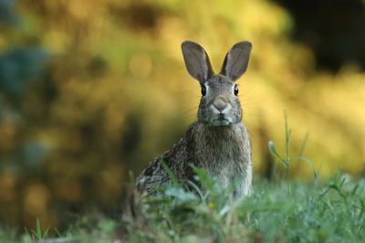 Curious Rabbit Photography Poster. poster print