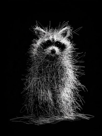 Raccoon Line Art Poster.