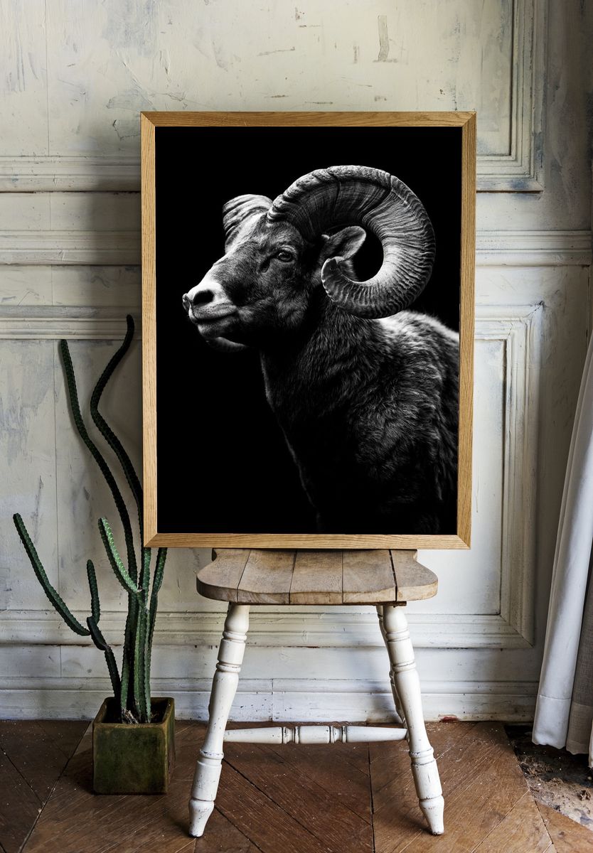 Ram Portrait Black-White Poster. room preview