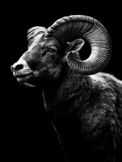 Ram Portrait Black-White Poster.