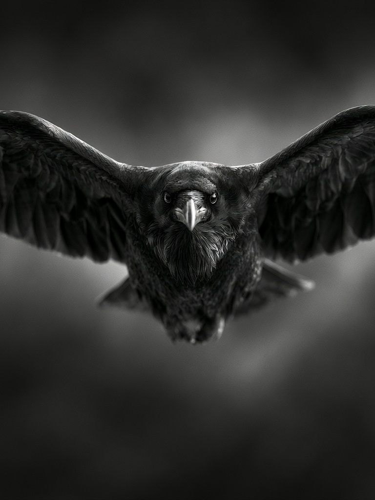Raven in Flight Photography Poster. poster detail