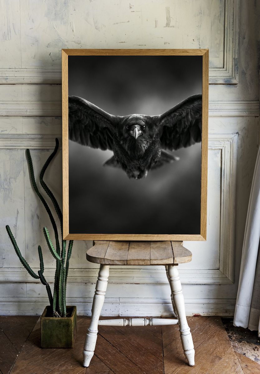 Raven in Flight Photography Poster. — room view 1